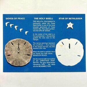 Sand Dollar 4 1/8" x 5 7/8" Postcard